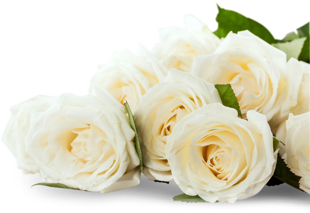 Bouquet of White Roses on Grey Background